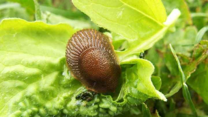 Eine braune Schnecke sitzt auf einem gr&uuml;nen Blatt, umgeben von Pflanzen, die m&ouml;glicherweise durch Tannennadeln gesch&uuml;tzt werden sollen.