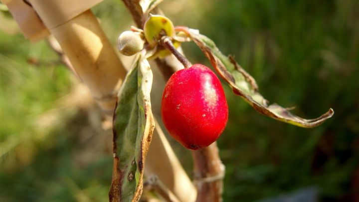 Eine reife Kornelkirsche h&auml;ngt an einem verzweigten Ast, umgeben von gr&uuml;nen Bl&auml;ttern und weichem, nat&uuml;rlichem Licht.