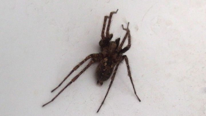 Eine dunkle Spinne krabbelt über eine helle Wand, während sie von einem Besenstiel mit Klebeband entfernt wird.