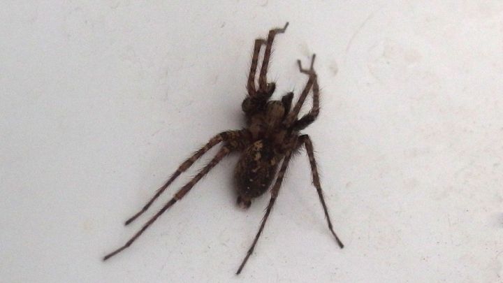 spinne zimmerdecke