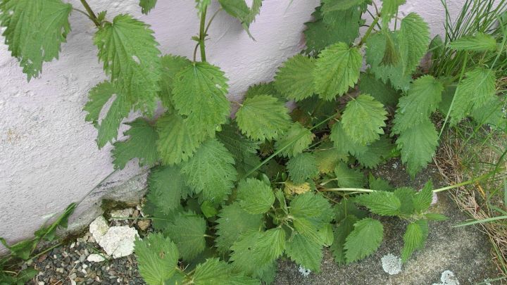 Gr&uuml;ne Brennnesseln wachsen am Boden neben einer hellen Wand und bieten eine nat&uuml;rliche Reinigungsmethode f&uuml;r Fenster.