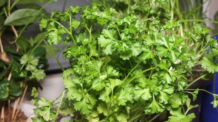 Frische Petersilie w&auml;chst in einem Topf, um Fliegen in der Wohnung fernzuhalten, umgeben von anderen Pflanzen.