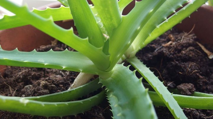 Eine saftige Aloe-Pflanze w&auml;chst in Erde, die frische Bl&auml;tter ausstreckt, ideal f&uuml;r nat&uuml;rlichen Hustensaft.