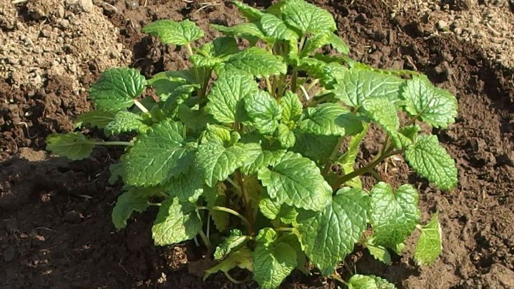 Zironenmelisse-Pflanze mit frischen gr&uuml;nen Bl&auml;ttern w&auml;chst in dunkler Erde, ideal f&uuml;r die Herstellung von selbstgemachtem Saft.