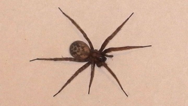 Eine Spinne sitzt auf einer hellen Fl&auml;che, w&auml;hrend ein Staubwedel sich ihr n&auml;hert, um sie zu entfernen.