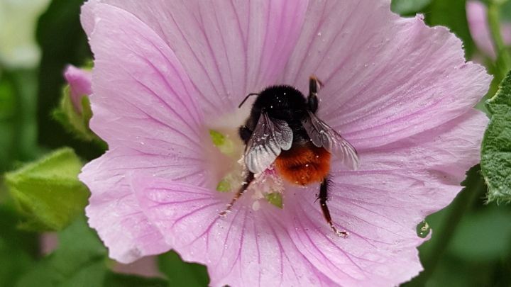 Eine Hummel sitzt auf einer rosa Bl&uuml;te und sammelt Nektar, um inmitten gr&uuml;ner Pflanzen Nahrung zu finden.