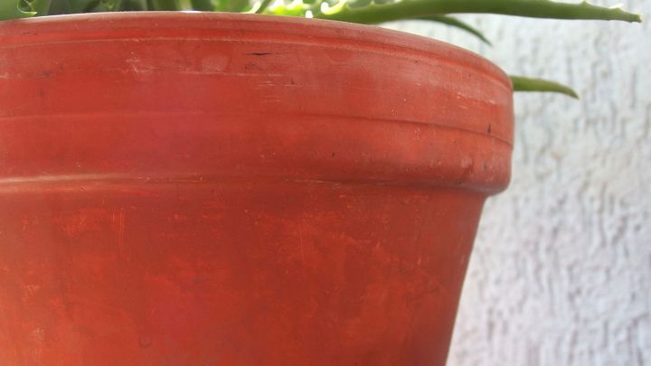 Ein Tontopf mit einer glatten Oberfl&auml;che steht, umgeben von gr&uuml;nen Pflanzen, die Spitzen &uuml;ber den Rand hinausragen.