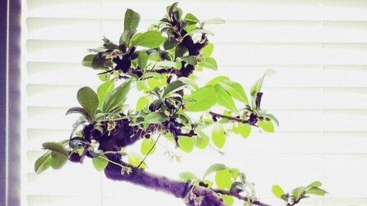 Ein Bonsai mit gr&uuml;nem Laub w&auml;chst in einem bl&uuml;henden Topf, w&auml;hrend er Licht durch Fensterl&auml;den empf&auml;ngt.