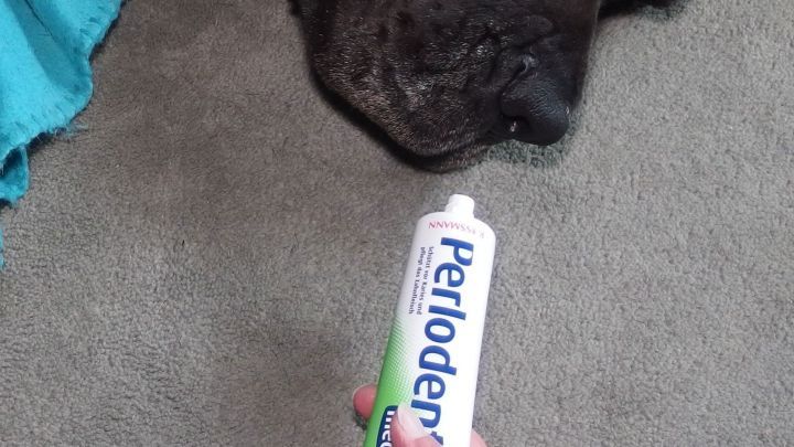 Eine Hand h&auml;lt eine Zahnpastatube in der N&auml;he eines Hundekopfes, der auf einem Teppich liegt, als ob er gereinigt wird.