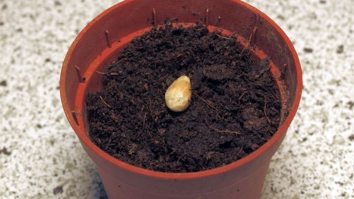 Ein Zitronenkern liegt in einem Blumentopf mit Erde, bereit zum Einpflanzen, auf einer Arbeitsfl&auml;che aus Granit.