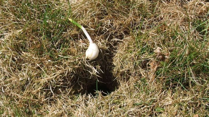 Eine Knoblauchzehe steht &uuml;ber einem Loch im Gras, das als W&uuml;hlmausversteck dient, um diese aus dem Garten zu vertreiben.