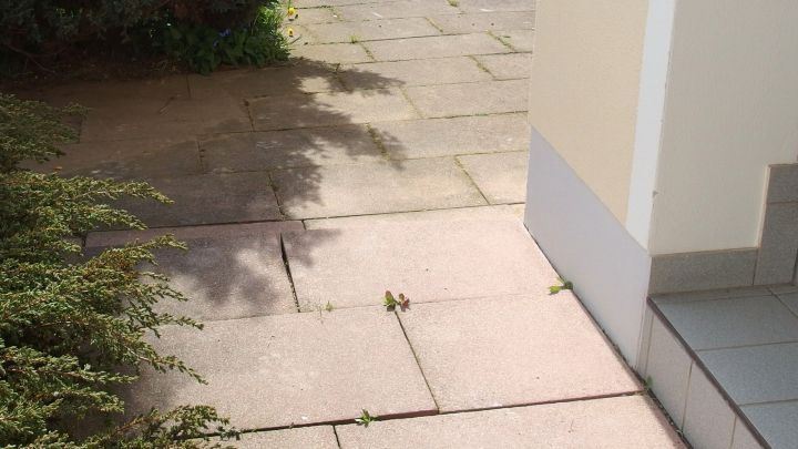 Auf der Pflasterfl&auml;che kriechen Ameisen entlang, umgeben von Gras und einem Geb&auml;udewinkel, wo m&ouml;glicherweise Sp&uuml;lmittel verwendet wird.