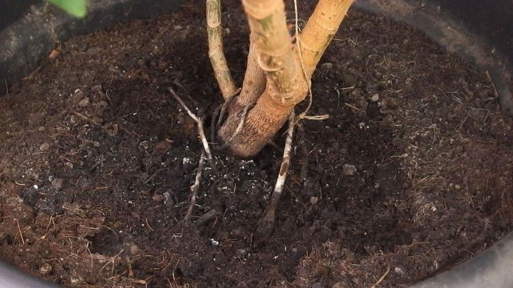 Ein Pflanzenstamm w&auml;chst aus der Erde in einem Topf, w&auml;hrend Schimmel und Trauerm&uuml;cken im Boden sichtbar sind.