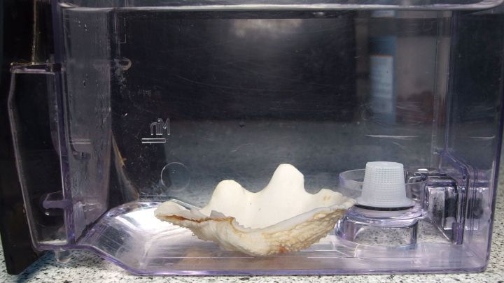 Ein Muschel&auml;hnliches Objekt liegt im Wassertank eines Haushaltsger&auml;ts, um Kalk im Wasserkocher zu reduzieren.