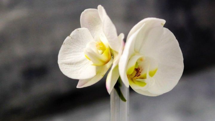 Zwei elegante Orchideenbl&uuml;ten stehen stark in einem transparenten Vanillestangen-Glasr&ouml;hrchen als Vase vor einem neutralen Hintergrund.
