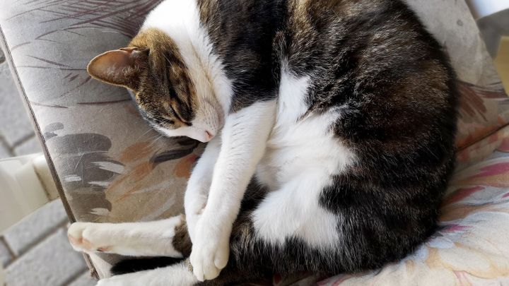 Katze schl&auml;ft eingerollt auf einem gemusterten Kissen in der N&auml;he eines fliesenartigen Bodens.