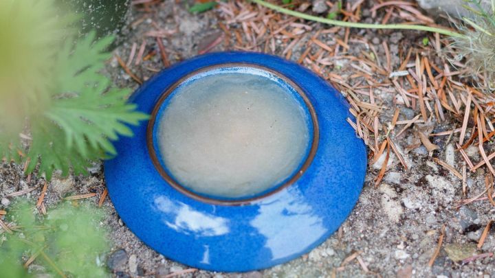 Ein blauer Teller liegt auf dem Boden, gef&uuml;llt mit einer Hefe-Mischung, um Ameisen im Garten abzuwehren.