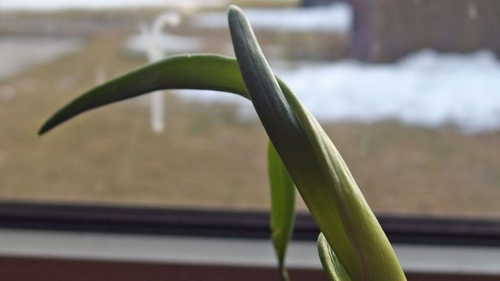 Eine gr&uuml;ne Zwiebel - sie w&auml;chst und entfaltet sich vor einem Fenster, w&auml;hrend drau&szlig;en Schnee sichtbar ist.