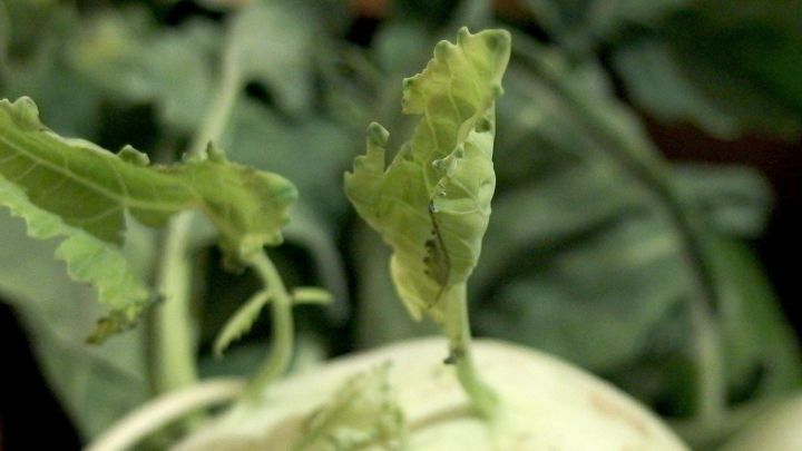 Kohlrabibl&auml;tter ragen frisch aus einer gr&uuml;nen, unscharfen Umgebung empor, fokussiert auf ihren zarten, lebhaften Wuchs.