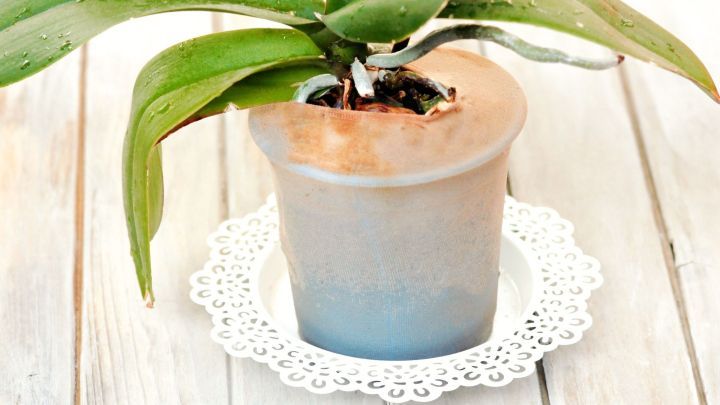 Eine Orchidee steht in einem Topf auf einer wei&szlig;en Untertasse und entfaltet ihre gr&uuml;nen Bl&auml;tter auf einem hellen Holztisch.