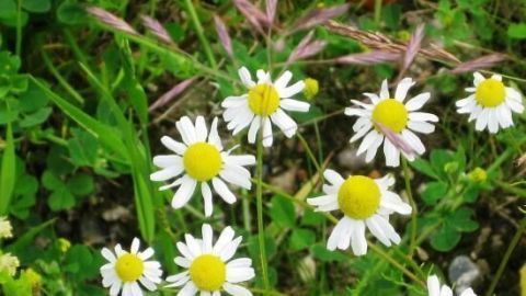 Kamille blüht mit weißen Blüten und gelben Köpfen, während sie in einer grünen Wiese wächst, ideal für die Behandlung entzündeter Pickel.