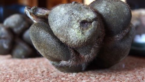 Eine deformierte Hundepfote liegt auf einem Tisch, umgeben von unscharfen Objekten im Hintergrund.