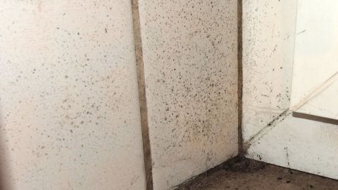 Schimmelbefall ist auf einer Badezimmerwand sichtbar, was auf mögliche Feuchtigkeitsprobleme hindeutet.