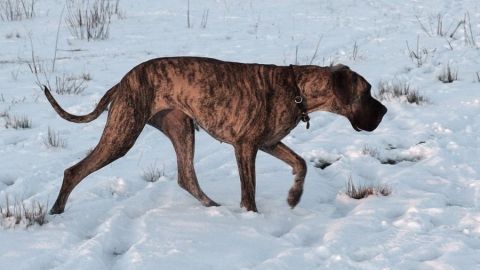 Ein Hund mit gestromtem Fell geht vorsichtig durch den Schnee, während die Umgebung ruhig und winterlich ist.