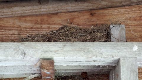 Lange Alufolien-Streifen unter dem Dachvorsprung halten kommende Vögel ab! Ein Nest aus Stroh ist an einem Holzbalken verborgen, umgeben von Holzstrukturen, möglicherweise um Vögel abzuhalten.