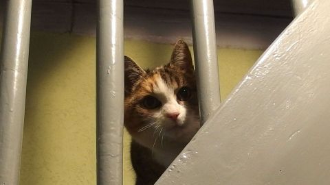 Katze schaut neugierig durch Treppengeländer in einem Treppenhaus.