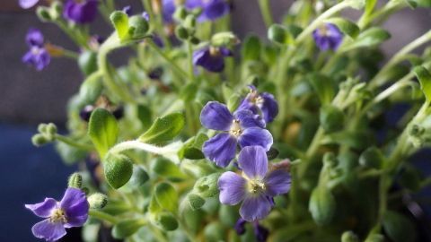 Bunte violette Blumen wachsen gesund in einer grünen Umgebung, ideal für die Anwendung von kostenlosem Bio-Dünger.