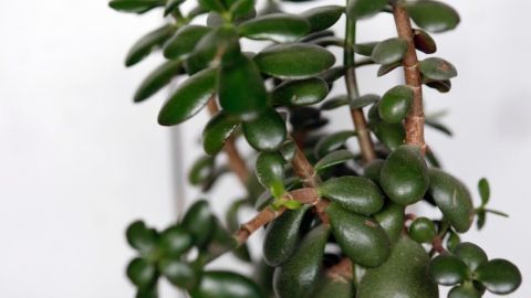 Unschöne Lücke in einem Gummibaum durch abgebrochenes Blatt? So wächst in der Lücke ein neues Blatt nach. Ein Gummibaumblatt leuchtet in sattem Grün, während es an einem gesunden Ast wächst, umgeben von neutralem Hintergrund.