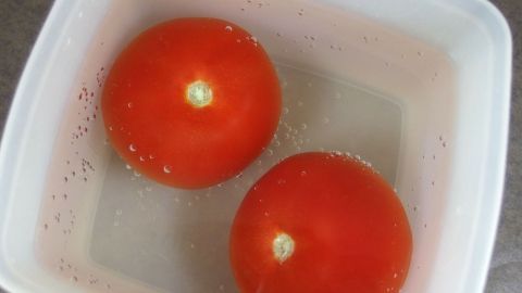 Matschige Tomaten werden wieder knackig mit Eiswasser. Zwei frische, rote Tomaten schwimmen in klarem Wasser in einem weißen Behälter, um Schmutz zu entfernen.