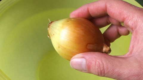 Eine Hand hält eine Zwiebel über einer grünen Schüssel, als Vorbereitung für die Fensterreinigung ohne Reiniger.