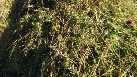 Geschnittener Gartenabfall liegt in einem Haufen und wartet darauf, für Balkonpflanzen und Tischdeko verwendet zu werden.