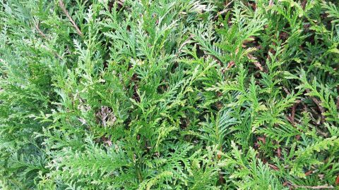Flüssiges Thujaextrakt aus der Apotheke hilft super gegen Warzen an den Füßen. Thuja-Pflanzen wachsen dicht beieinander und bieten eine grüne Kulisse zur naturheilkundlichen Behandlung von Warzen.