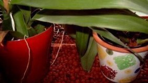 Zwei Orchideen in bunten Töpfen stehen auf einer Schale mit Tonkügelchen, die für ein günstiges Kleinklima sorgen.