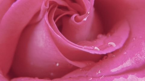 Eine rosa Rose entfaltet sich sanft mit samtigen Blütenblättern, umgeben von Wassertropfen, die glänzen.