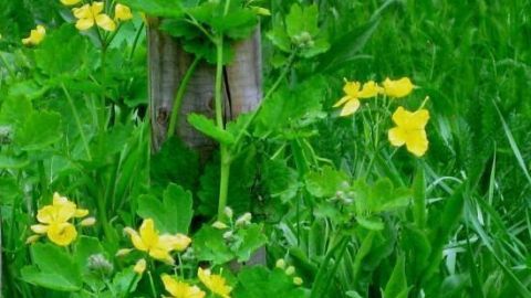 Schöllkrautpflanze mit gelben Blüten wächst blühend an einem Holzpfosten, umgeben von grünem grasbewachsenem Gelände.