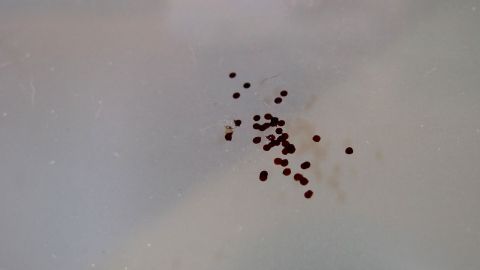 Auf einer glatten Oberfläche sind mehrere kleine, dunkle Punkte verteilt, während Javelwasser zur Reinigung genutzt wird.