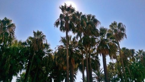 Hohe Palmen stehen sonnendurchflutet unter einem klaren Himmel, typisch für tropische Reiseziele und Touristeninformationen.