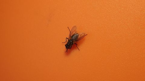 Eine Fliege sitzt auf einer orangefarbenen Wand und scheint sich zu bewegen, während sie nach Nahrung sucht.