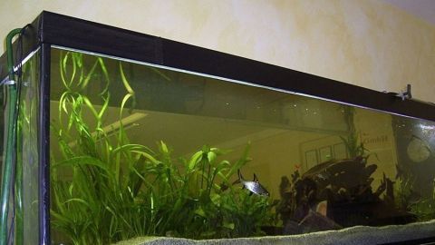 Ein Aquarium mit grünem Pflanzenbewuchs zeigt Wassertrübung, was auf Überhitzung hinweisen könnte.