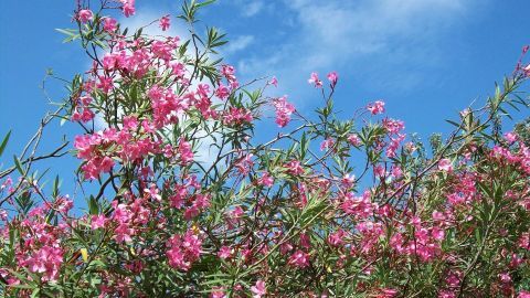 Schöne, blühende Oleander-Pflanzen drücken Vitalität aus, umgeben von Blau des Himmels, idealer Hintergrund für Schildläuse.