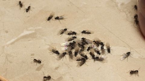 Eine Heißluftpistole wird benutzt, um Ungeziefer auf einem Boden zu bekämpfen, um die Insekten zu beseitigen.