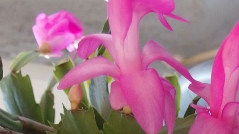 Eine pinke Blume mit grünen Blättern wächst. Sie steht in einem hellen Raum, umgeben von weiteren Blüten.