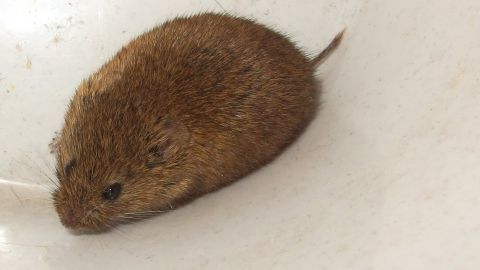 Eine Mausefalle liegt in einer weißen Schüssel, während eine kleine Maus darauf verweilt, um das Mehl zu probieren.