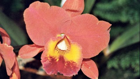 Mit der richtigen Pflege und einem ungewöhnlichen Trick kannst du deine Orchideen zum Strahlen bringen. Gieße sie gelegentlich mit Kaffee, um solch prachtvolle Blüten wie auf dem Bild zu bekommen. Orchidee blüht in leuchtendem Rot und Gelb, umgeben von grünen Blättern. Keine Schrift vorhanden.