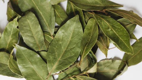 Frisch gepflückte Lorbeerblätter sind geschmacksintensiver als getrockneter Lorbeer. Dieser verliert etwa nach 2 Jahren sein Aroma. Frische Lorbeerblätter liegen auf einem weißen Untergrund und vermitteln ein intensives Aroma für Gerichte.