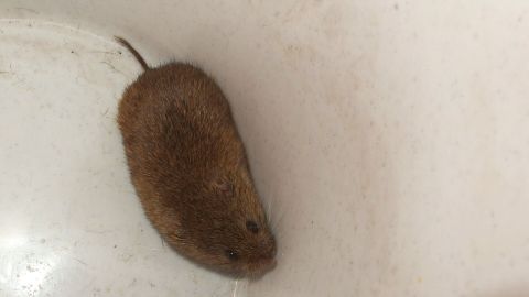 Eine Maus sitzt in einer weißen, sauberen Badewanne und scheint verwirrt über ihre Umgebung.